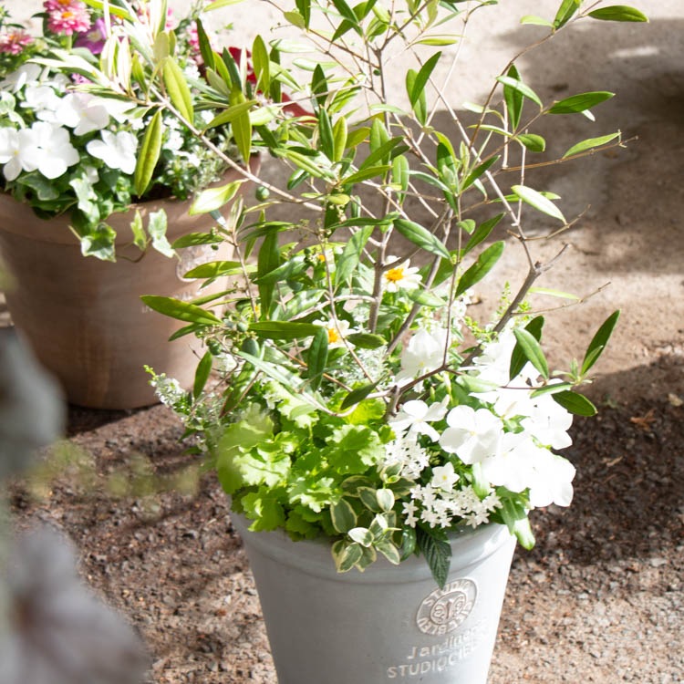 写真の現品限り 送料無料 オリーブの木 季節の花を寄せ植え ホワイトm ヒナカゼ オリーブ 鉢植え 開店祝い 店舗 シンボルツリー 寄せ植え 玄関先 おしゃれ フラワー ギフト 贈り物 鉢 誕生日 ギフト 新築祝いなどに ハンギング 寄せ植えの全作品 材料