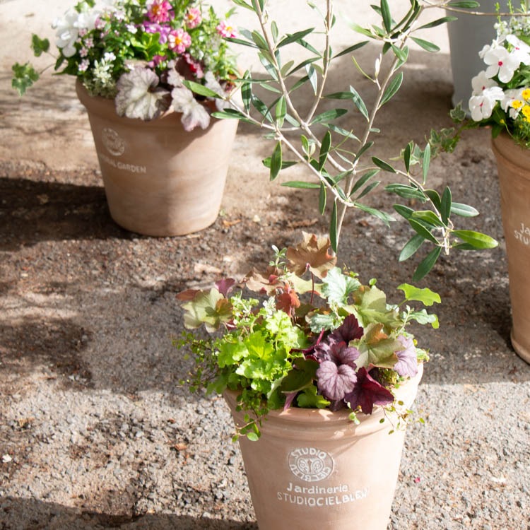 写真の現品限り 送料無料 オリーブの木 季節の花を寄せ植え ヒューケラm ルッカ オリーブ 鉢植え 開店祝い 店舗 シンボルツリー 寄せ植え 玄関先 おしゃれ フラワー ギフト 贈り物 鉢 誕生日 ギフト 新築祝いなどに ハンギング 寄せ植えの全作品 材料