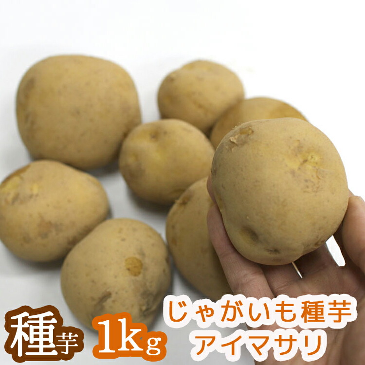���ޥĥ����Τ�ʤ��������ý����ƿ��� ���㤬���� �磻��֥����ޥ��� 1kg�ס�Ĺ�긩���� [������ʺ�]����� ���㤬���� �襤�����/��/�Ф줤����/���㥬����/�����ڱ�/��/ ������
