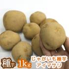 �˥��楿�������̤�¿���µ��˶������쥢�ʼ� �������� ���㤬���� �磻��֥����ޥ��� 1kg��(Ĺ�긩��) [������ʺ�] ���ޥĥ����Τ�ʤ��������ý���