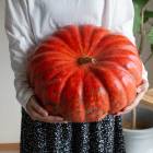 ѥȴ̵֥ϥѤ L ʪ ܥ(롼塦ǥ)ľ30cm 