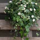 ��˾�κ����١��ɺ���ʤΤǥ�����ȴ�����ߥ˥Х�β֤����ϥ󥮥󥰴󤻿��� [���꡼�󥢥���](����ץ�10������) ���ִ�:5���11��