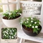 ��¿ǯ���������ǯ��餯�������ѡ����ߥ˥Х�Υϥ󥮥󥰴󤻿����ڥ��꡼�󥢥������ɳݤ����ˡ�