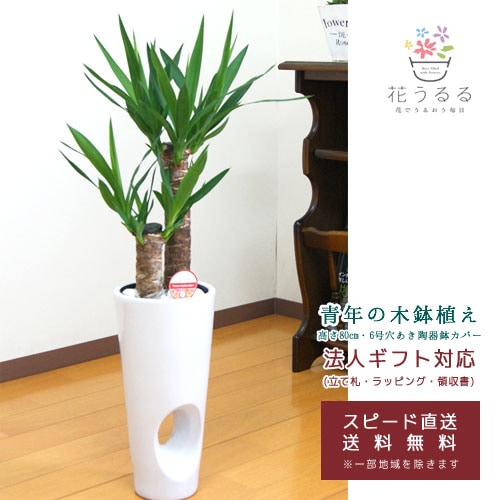 観葉植物 ユッカ(青年の木)6号穴あき陶器鉢カバー(白 赤)高さ約80cm