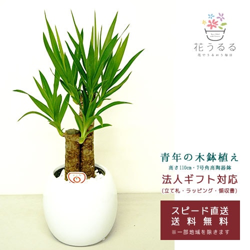 観葉植物 ユッカ(青年の木)6号ボール陶器鉢(白 赤)高さ約65cm【kan