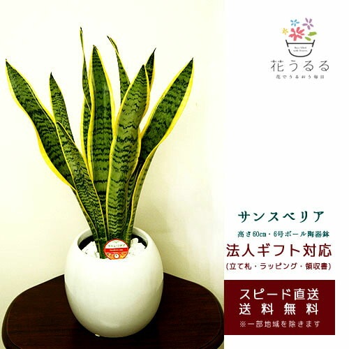 観葉植物 サンスベリア6号ボール陶器鉢(白赤) 高さ約60cm 【kan-sans06
