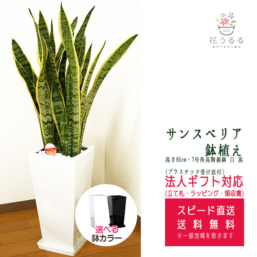 観葉植物 サンスベリア7号角高陶器鉢(白 黒) 高さ約85cm サンセベリア
