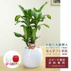 ���տ�ʪ ��ʡ���� 6�� ƫ���ȭ (�� ��) �⤵��60cm �ɥ饻�ʡ��ޥå��󥲥��ʡ�mass06-003/004 ��