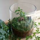 ̵ տʪ [ƥꥦ-饦-] (ޥ1) ´  ̲  ե ץ쥼