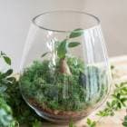 ����̵�� ���տ�ʪ [�ƥ�ꥦ��-�ɥ��å�-] (������ޥ��1) 