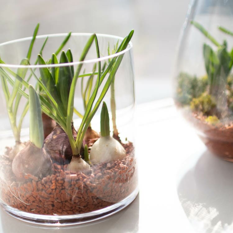 水耕栽培球根籠盛りセット 水耕栽培キット 芽出し球根おまかせmix ガラス付き「ラウンド