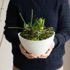 ������������䡿������̵���۲֤���륢��� ���Ԥ��󤻿����ֲ�Ф��庬�Υߥ˴󤻿�����(�ƥ�mini�庬) 