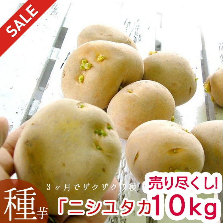 1箱限定　じゃがいも種芋小10K ニシユタカ　約900個 品薄・再販無しじゃがいも 種イモ「ニシユタカ 10kg」(長崎県産