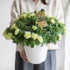 �����ʸ¤꡿����ȭ ���������פǡ��ӥ��ʡ��Ǥ�OK ���������� �ڥ���˥��֥��奮�� ���֥� ���������סʲ��� �ڥ���˥�)