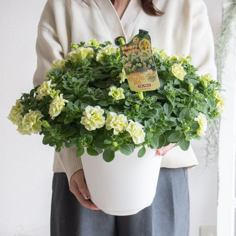 現品限り／見本鉢 すごく丈夫で、ビギナーでもOK タキイ育成