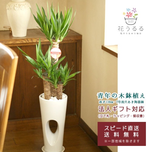 ユッカ 観葉植物 観葉植物 ユッカ(青年の木)7号高穴あき陶器鉢(白赤)高さ約1.1m 【kan