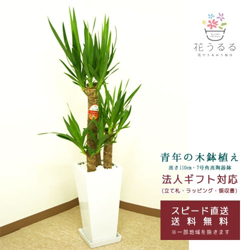 観葉植物 ユッカ(青年の木)7号角高陶器鉢(白黒)高さ約1.1m【kan-yucc07