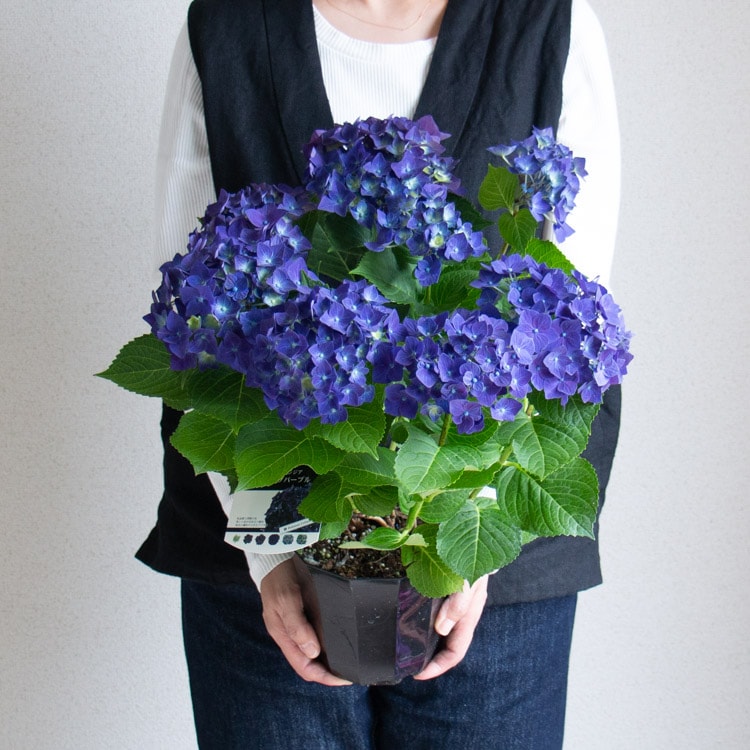 秋色アジサイ [品種:ハイドランジア ディープパープル] 5号鉢 | 鉢花