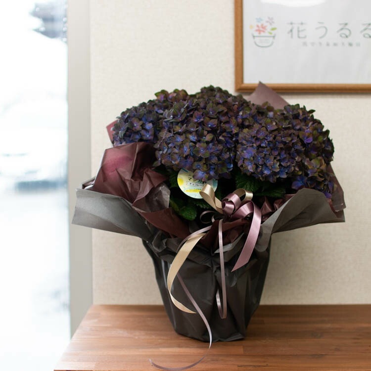 お得❗️ハイドランジア 鉢いっぱいの大きな紫陽花 秋色アジサイ