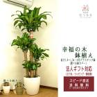 ���տ�ʪ ��ʡ����10�� �ץ饹���å�ȭ ���٤�ȭ���С� 2�� �⤵��1.8m �ɥ饻�ʡ��ޥå��󥲥��� ��mass10-002003��