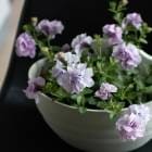 ��2�İʾ� ����̵���������������� ���������Ĥι�� Ȭ�ź餭 �ڥ���˥� �ϥ󥮥� �󤻿��� �ɥ쥹���åסڥ�٥�����ߥԥ󥯥�������( �Х�餭 ���ե��˥� �ߥ˥Х� �󿢤� �ɺ��� ¿ǯ�� ���ե� �ե� ���� �����ǥ˥� ���å� �� �ϥ󥮥󥰥Х����å� �ɳݤ�