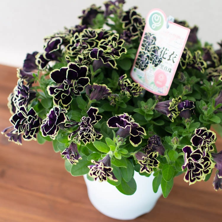 数量限定／八重咲き ペチュニア 鉢植え【花衣 はなごろも-黒真珠】6号