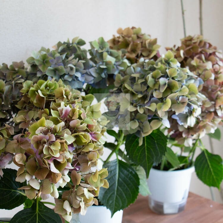 �����������Ԥ����ʡ��������������ξ��ֵ��ڻ�פζ˥쥢�������۲� [�ʼ浪�ޤ����ʥ��ɥ쥢�����ꥹ���롦�����ѡ��ץ�ʤ�]5��ȭ  