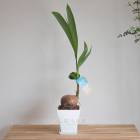 �䥷���� ���տ�ʪ ƫ��ȭ 5�� �⤵90cm-1m