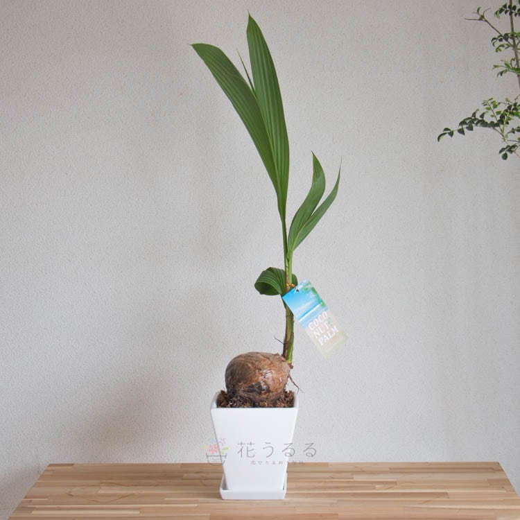 ヤシの木 観葉植物 陶器鉢 5号 高さ90cm-1m | 観葉植物 | 花うるる 本店