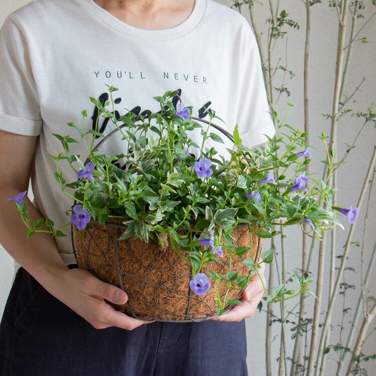 数量限定 ハンギング 寄せ植え 花うるる アレンジ【這性トレニア