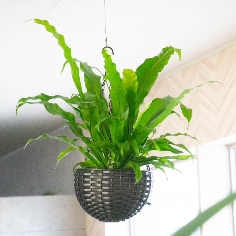 観葉植物 吊り下げ 寄せ植え 【シマオオタニワタリ B】 | 観葉植物