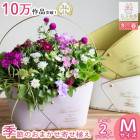 ���֤���� ���ޤ������ֵ���δ󤻿���in �֥ꥭ �ץ�󥿡� (����å��Х����å�)��