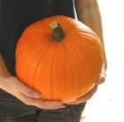 ϥ ʪ ܥ վѡإ४ M (ľ20-22cmٴΥըʪ  å󥿥 å󥿥 ѥץ  ܤ   դ 10  ե ץ쥼 ɥ䡡ܤ 饤