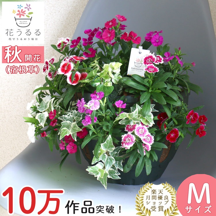 なでしこのハンギングバスケット 花うるる 寄せ植え[カラフルMIX] M