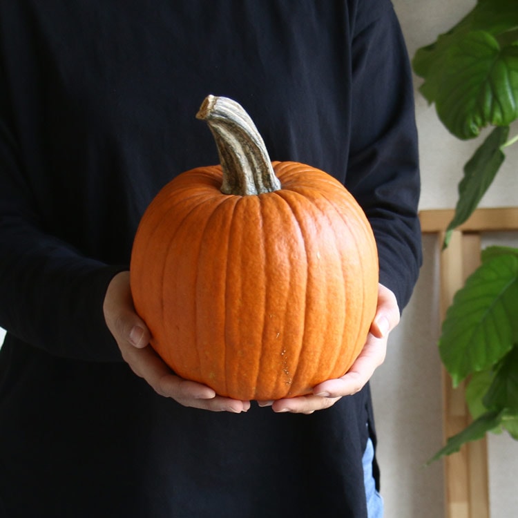 ハロウィン用 本物 生カボチャ 鑑賞用『オータムオレンジ Sサイズ