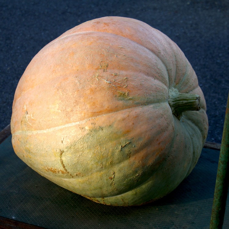 【A19c】ハロウィンかぼちゃ　本物 ハロウィン用 巨大 本物カボチャ 鑑賞用『 アトランティック