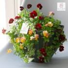 �ӥ���Υϥ󥮥󥰥Х����å� �󤻿��� [����] M������ ����ץ� | ������ �ե����ե� ������ �ץ쥼��� ���� �� �� �뺧��ǰ�� ������� �࿦�ˤ� ȭ���� ȭ�� �����ǥ˥� ���� ���ե� ���� ȭ £��ʪ ���ꥹ�ޥ� ���� ����