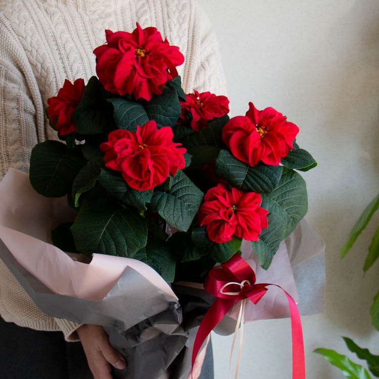 ����åԥ�̵�������ڡ����桿�ݥ��󥻥��� ȭ�����֥����󥿡������� 5��ȭ������̵��