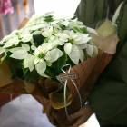 ����åԥ�̵�������ڡ����桿�ץ�󥻥��� ȭ�����֥ԥ奢�ۥ磻�� 5��ȭ������̵�� �ݥ��󥻥��� ���ꥹ�ޥ� X