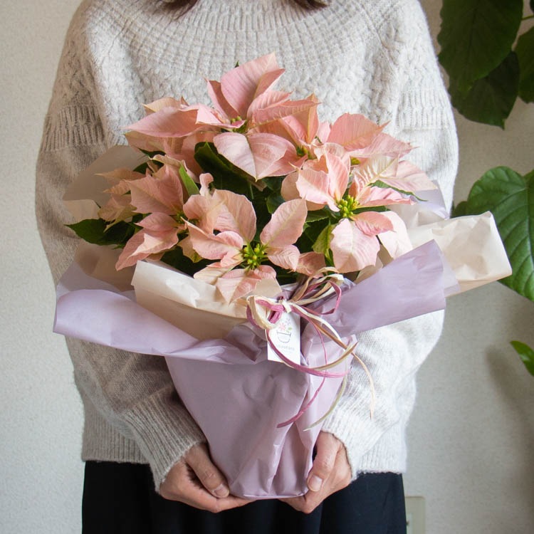 クリスマスを彩る「ポインセチア ビジョン 鉢植え5号鉢