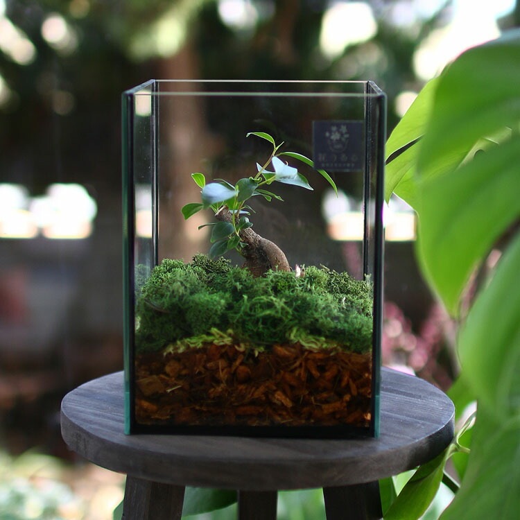 訳あり・現品限り】送料無料 観葉植物 [テラリウム Sサイズ