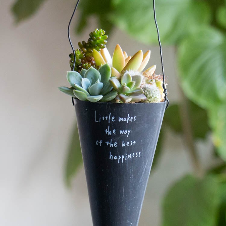 ★多肉の寄せ植え〜flower29car  マットブラック〜★ 多肉植物 寄せ植え【C】 | イベント,SALE！SALE！SALE！ | 花うるる 本店