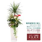 ���տ�ʪ �󤻿���(���󥷥��)10��ѹ�ƫ��ȭ|(���򥢥󥹥�塼����)(���) �⤵��1.4m��kan-yosec10-001002�� �緿 ȭ ������� ���ե� ����ƥꥢ ����̵��