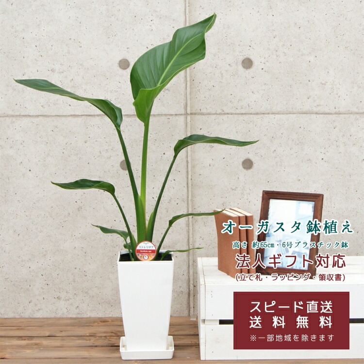 ���տ�ʪ ���ȥ�����������������6��ȭ (���٤�ȭ13�� ȭ��)�⤵��65cm ��augu06-001-013 ��