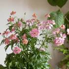 �����ʸ¤꡿ ȭ�����֥�ʥ󥭥�饹 ��å�������奭����6��ȭ �⤵55��65cm