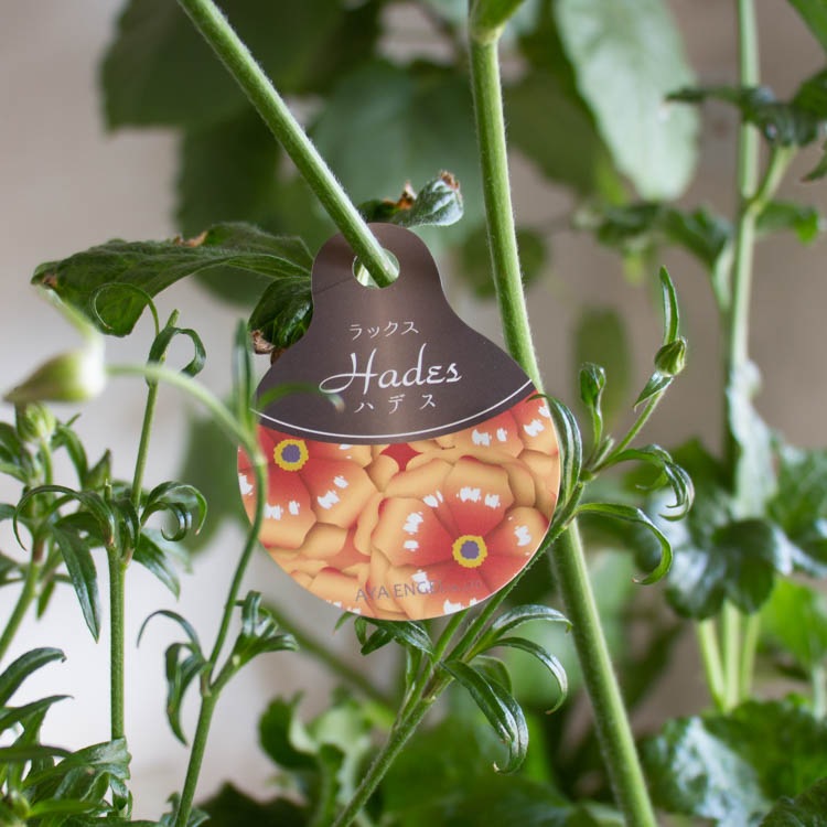 現品限り／ 鉢植え「ラナンキュラス ラックス・ハデス」6号鉢 高さ75cm