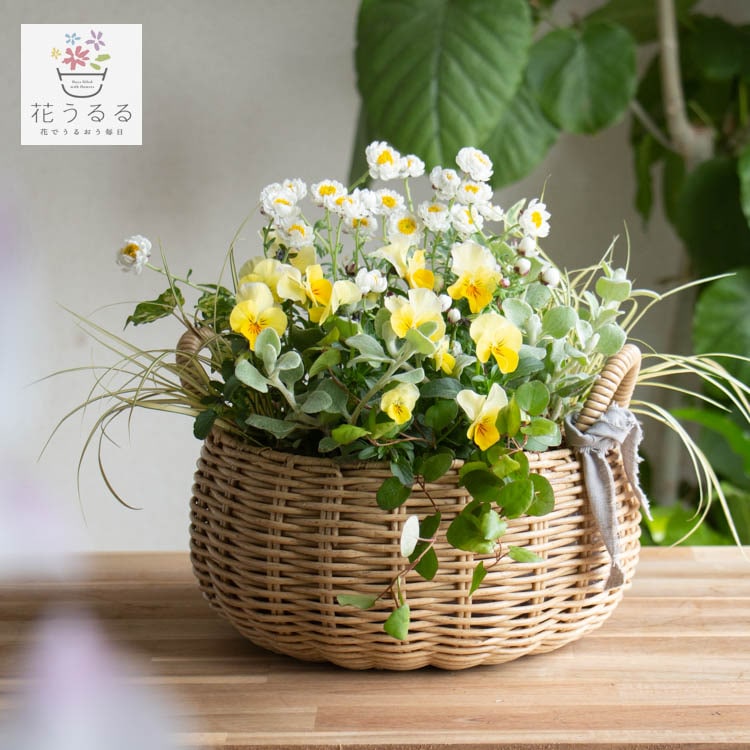 花うるるアレンジ寄せ植え「ジェミニバスケット ロウ(Sサイズ