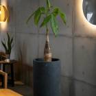 �ѥ���ȭ����(�������դ�)�ڥޥ��ȡ���L��(�ߥ塼��ߥ� murmures ��