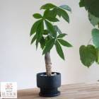 �ѥ���ȭ����(�������դ�)�ڥ�������ܥȥ�L�� (�ߥ塼��ߥ� murmures��