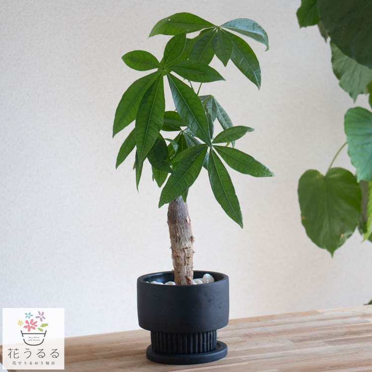 新品未使用　valiem MOUTH ASURA 植木鉢 2025年最新】Yahoo!オークション -バリエム 鉢の中古品・新品